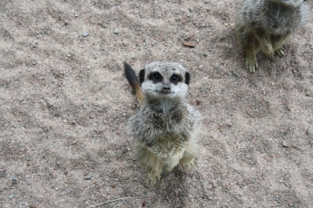 Vissa ville gärna vara med på bilder!