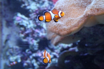 Hitta nemo?!